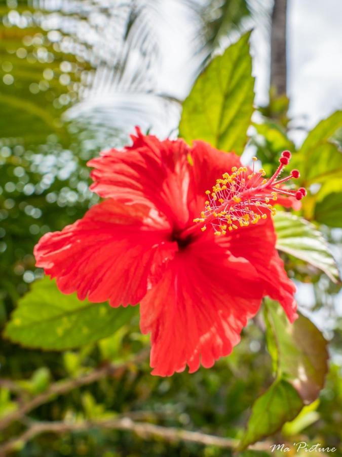 Residence Villas Les Hibiscus Las Terrenas Exterior photo